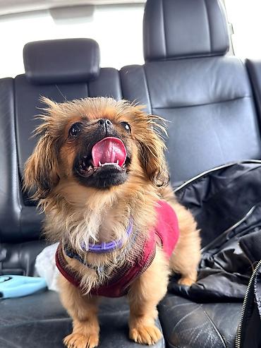 İtlər: Pekines, 5 ay, Dişi, Peyvəndli, Ünvandan götürmə — 5