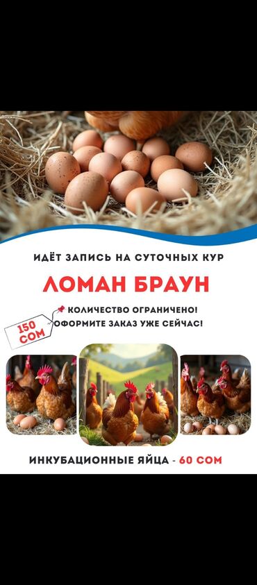 цыплята страуса: Продаю | Цыплята | Хай-Лайн Браун | Для разведения