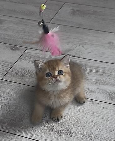 Продажа кошек: Скотиш Страйт (Шотландская прямоухая), 2 месяца, Мальчик, Золотая шиншилла, Приучена к лотку — 6