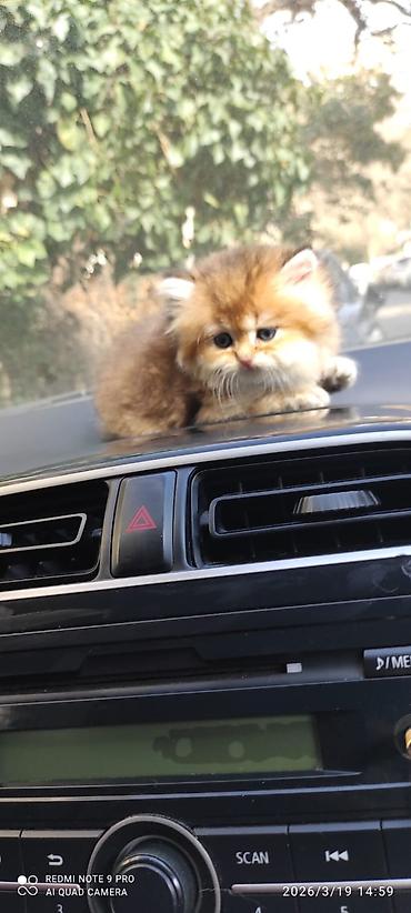 Pişiklər: Şotland — 9