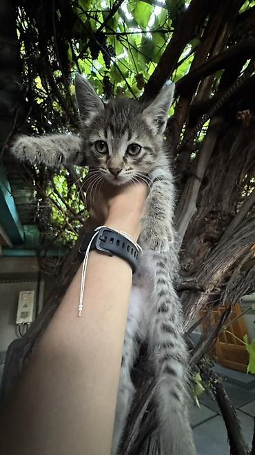 котят ош: Отдаем котят в добрую и любящую семью. Котята приучены к лотку и — 1