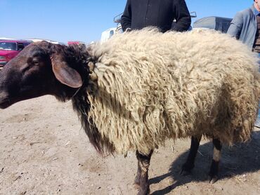 qurban bayrami qoyun sekilleri: Самец, Qala, лет: 2, 100 кг, Для мяса, Для разведения, Платная доставка