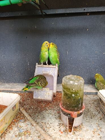 Tutuquşları: Məhsul: Dalmatin/melanik ləkəli naxışlara malik müxtəlif rəngli dalğıç — 6