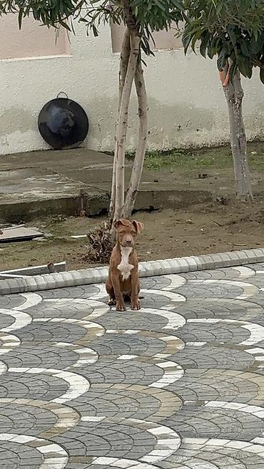 it satişi: Pitbul, 4 ay, Dişi, Peyvəndli — 2