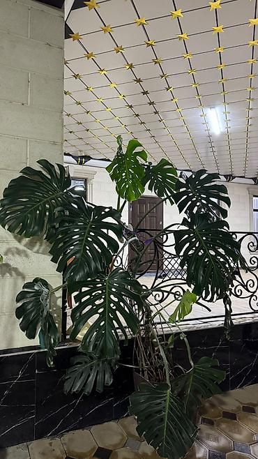 Монстеры: Монстера делициоза (Monstera deliciosa) — крупное лианообразное — 2