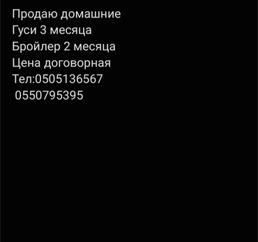 курица живая: Продаю домашние
Гуси 3 месяца
Бройлеры 2 месяца
Цена договорная
Tел