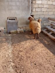 клетки для хомяков в баку: Diri Çəkisi 8 manat 50 qəpikdən hesablanacaq. özümün bəslədiyim sağlam