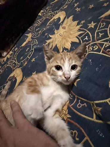 Продажа кошек: КОТЁНОК МАЛЬЧИК 2,5 МЕСЯЦА. Милый рыжебелый котёнок с короткой — 15