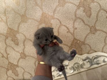 Pişiklər: Britan yastı qulaq, Dişi, Erkək, Yaxşı əllərə, Ödənişli çatdırılma, Ünvandan götürmə — 4