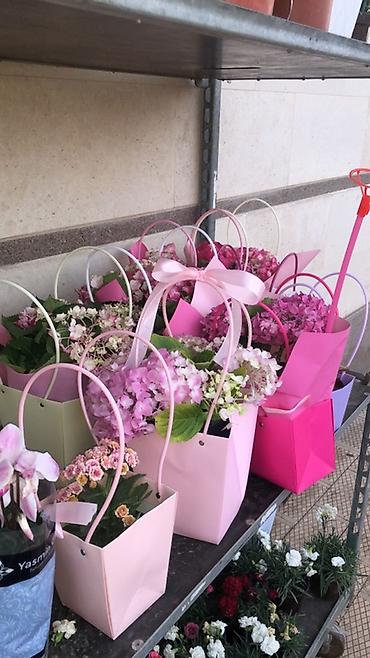 Подарочная упаковка: Подарочные композиции в коробке-сумке - Живые комнатные — 15