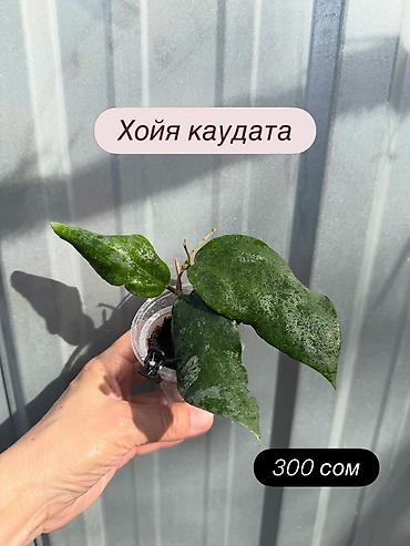 Хойи: Хойя (Hoya) Nui 400 сом( Hoya macrophylla 250 сом Хойя — 25