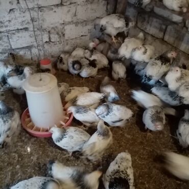 Toyuqlar: F6-serebrist cücələr satılır vitamin və dərmanlar verilib tam sağlam -da lalafo.az — 9 Toyuqlar: F6-serebrist cücələr satılır vitamin və dərmanlar verilib tam sağlam — 9