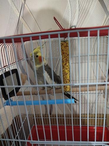 korella tutuquşu: Korella Tutuquşu Danışmır Ötür (Cockatiel) – qəfəs ilə birlikdə - — 1