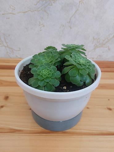 beqoniya: Qapalı güllər – 2 növ dekorativ bitki birgə 1) Aspidistra (Cast Iron — 7