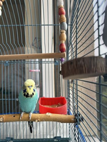 cins inekler: Tam saglam jumbo erkek.1yaş 5aylıqdır.Cütde olub maya öldüyüne göre