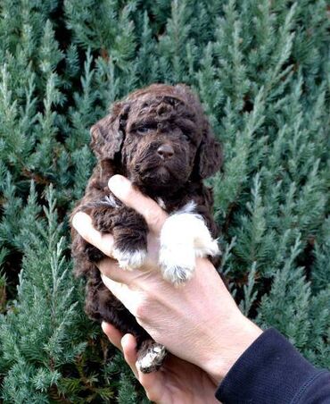 jazavicari na prodaju: Lagotto Romagnolo štenci Odgajivacnica " Bellgotto " predstavlja novo