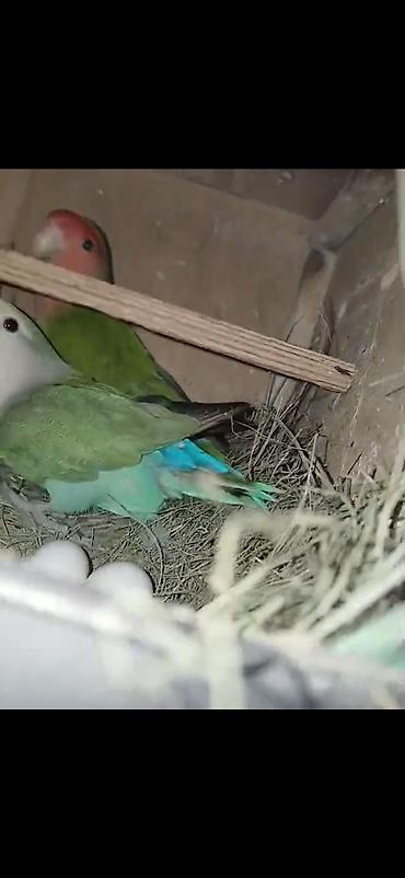 Digər quş: Məhsul: Cüt sevda quşları (lovebird) Təsvir: - Bir-birinə uyğun cüt — 4