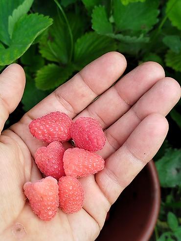 Фрукты и ягоды: Саженцы малины мапема полонез принимаю заказы на саженцы Малина — 12