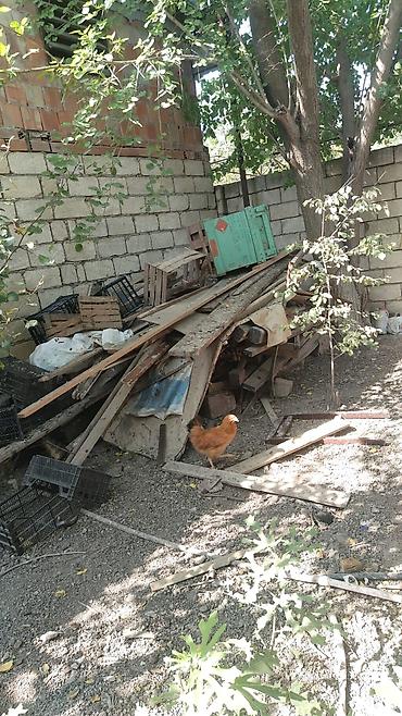 peçlər və kaminlər: Polluq taxtalar – hamısı bir yerdə. • Məhsul: müxtəlif ölçülü taxta — 3