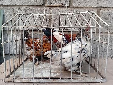 алель курица цена: Продаю | Куры | Для разведения — 5