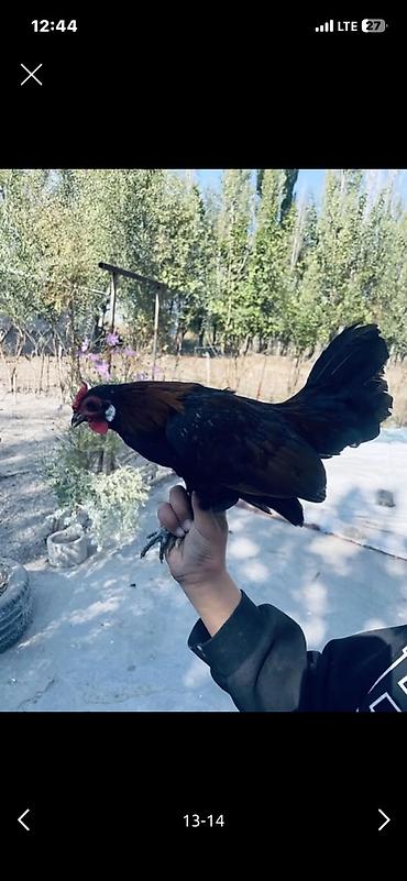 А/ч жаныбарларын сатам: Сатам | Короздор | Көбөйтүү үчүн — 6
