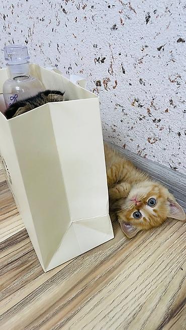 Кошки: 🐾 Отдаём двух рыжих котят в добрые руки! 🐾 Ищем заботливых и — 1