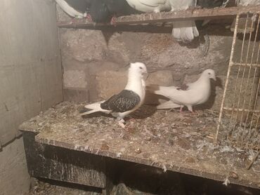 Göyərçinlər: Salam aleykum quşlar satılır tam sağlam uçan super quşlardı biri 5 -da lalafo.az — 10 Göyərçinlər: Salam aleykum quşlar satılır tam sağlam uçan super quşlardı biri 5 — 10