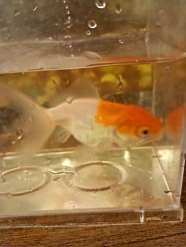 Balıqlar: Oranda, Sülhsevər — 6