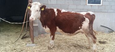 продаю музоо торпок корова самка бык самец айрширская ангус алатауская на забой для разведения на откорм племенные нетель привязанные: Сатам | Уй (ургаачы) | Симментал | Көбөйтүү үчүн | Кунажын