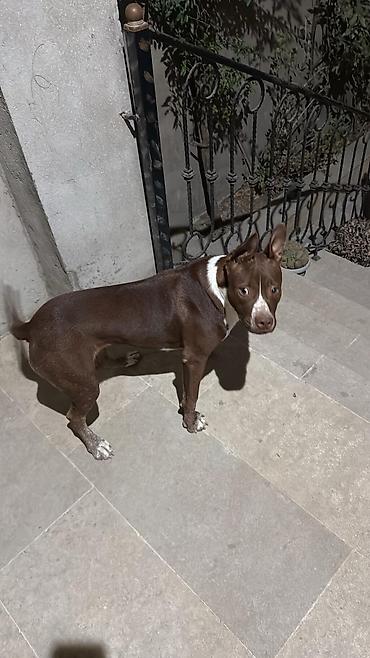 itlerin qiymeti: Pitbul, 5 ay, Erkək, Peyvəndli — 4