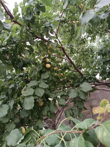 Продажа домов: Дом, 4 м², 4 комнаты, Собственник at lalafo.kg — 8 Продажа домов: Дом, 4 м², 4 комнаты, Собственник — 8