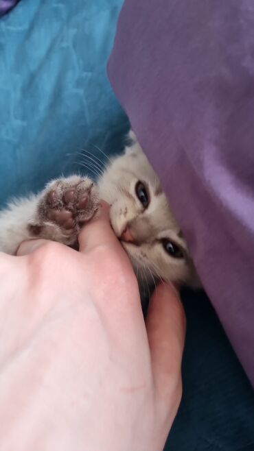домик для собак: Скотиш Фолд (Шотландиялык шалпаң кулак), 2 айлык, Эркек, Ак, Аргын, Лотокко барууга үйрөтүлгөн, Курттардан тазаланган
