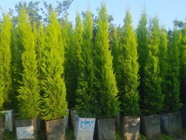 mekteb ucun tort sekilleri: Produkt: Thuja (şam ağacı tipli həmişəyaşıl dekorativ bitkilər)