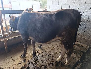 Коровы, быки: Продаю | Бык (самец) | Герефорд | На откорм | Привязанные — 11