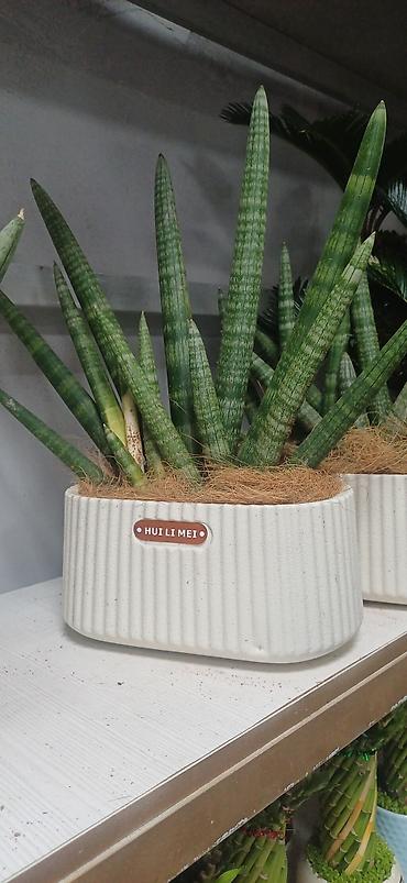 Аглаонемы: Комнатные растения в декоративных кашпо - Ажурные азалии с обильным — 7