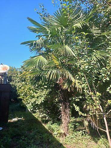 ucuz ikinci el: Palma agaci razilaşma yolu ilə Trachycarpus fortunei-dir — yəni — 1