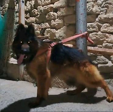 itlər bala: Alman çoban iti, 2 ay, Ödənişli çatdırılma — 5