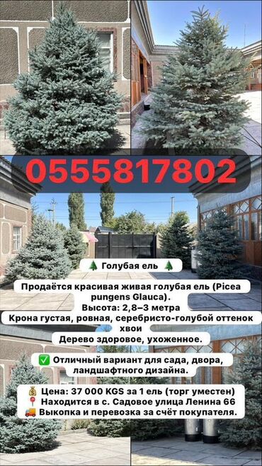 электроножница садовые: Голубая ель (Picea pungens Glauca) - Живая декоративная ель с густой