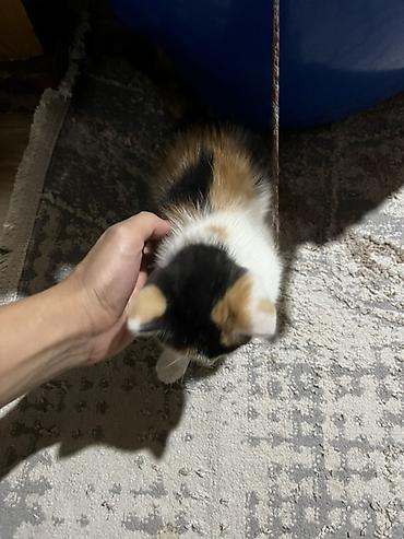 scottish fold: Кошка даром: Скотиш Страйт (Шотландская прямоухая), 1 месяц, Девочка, Приучена к лотку — 1