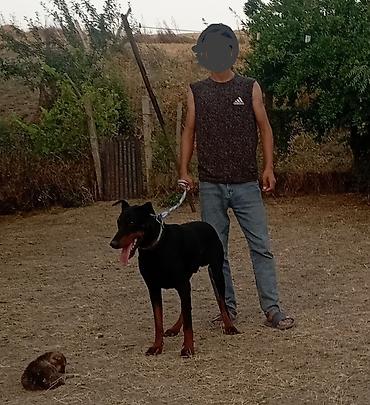 kənd toyuqlarının satışı: Doberman, 7 ay, Erkək, Peyvəndli, Ödənişli çatdırılma — 1