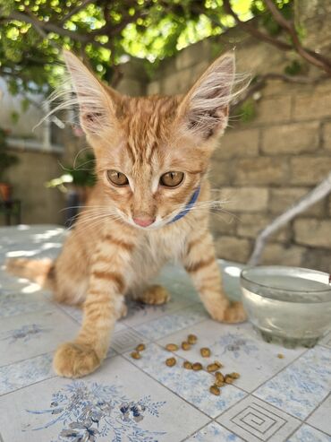 etibarlı əllərə pişik: Meyn-kun, Erkək, Yaxşı əllərə, Ünvandan götürmə