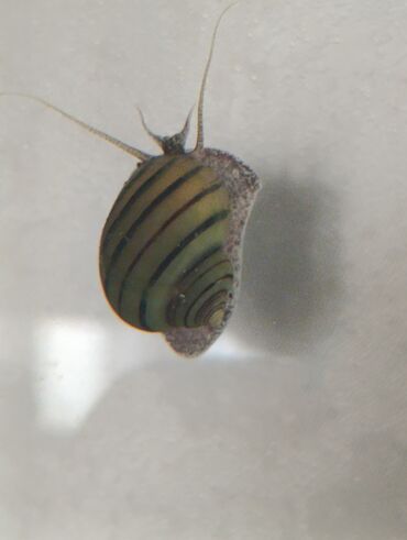 Аквариумы: Аквариумные улитки «Спикси“» - Вид: пресноводные улитки спикси с — 6