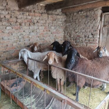 Бараны, овцы: Продаю | Овца (самка) — 2