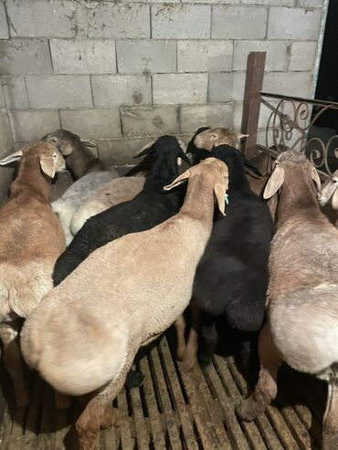 Бараны, овцы: Продаю | Ягненок, Баран (самец) | Полукровка | На забой | Осеменитель, Племенные — 3