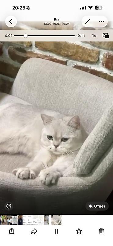 кошка шиншилла: Британская короткошёрстный кот,серебристого окраса (shaded/silver) — 3