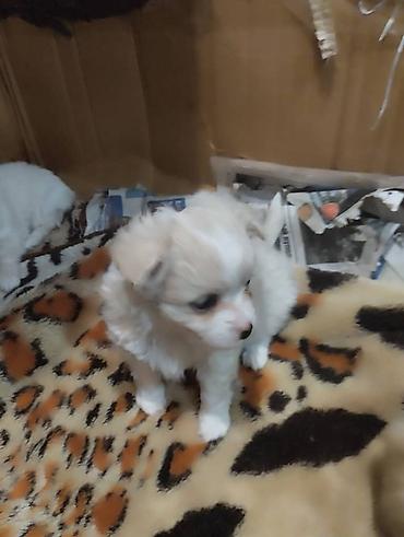 Продажа собак: Чихуахуа, 2 месяца, Самец — 3
