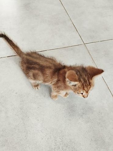 рыжая: Кошка даром: Беспородная, 1 месяц, Мальчик, Приучена к лотку — 2