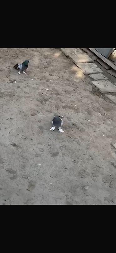 goyercin bazari: 2 Erkey Delfin satılır ciddi alıcılar yazsın 
Elaqe 0504240736 — 3