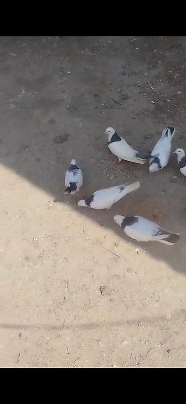 inek satislari: Salam.Alekum 7eded boynugullu satilir tergizilir hamsi bir nesildi — 2
