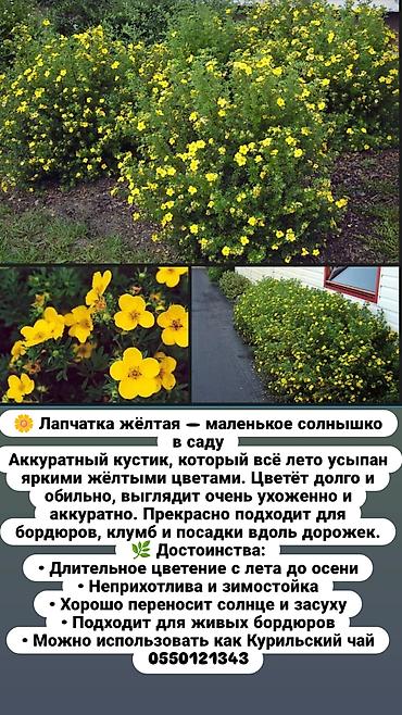комоды бишкек: Многолетние кустарники,цветы для сада. Бишкек — 1